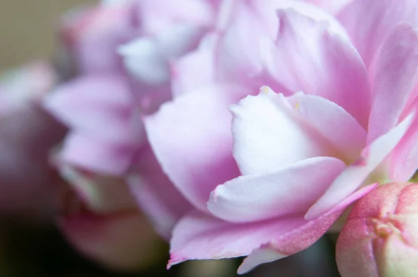 Photograph Beautiful Flower Studio — Stock Photo, Image