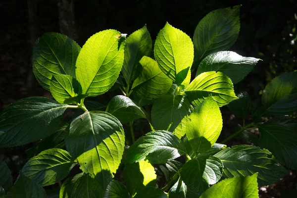 Hidrangea Foglie Verdi Nel Giardino — Foto Stock