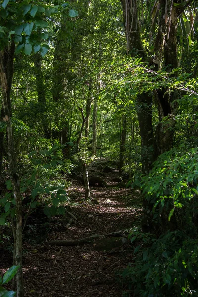 Hermoso Disparo Selva Brasil —  Fotos de Stock
