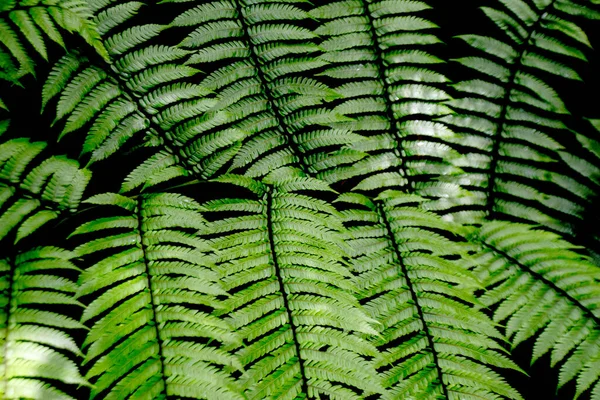 Grüne Blätter Flora Und Laub — Stockfoto