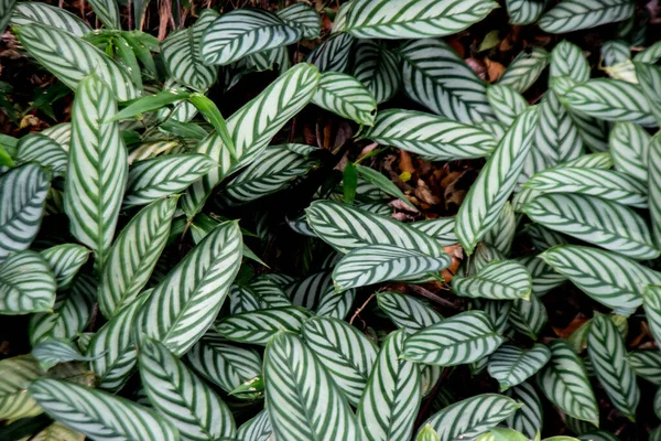 Zelené Listy Kapradí Zahradě — Stock fotografie