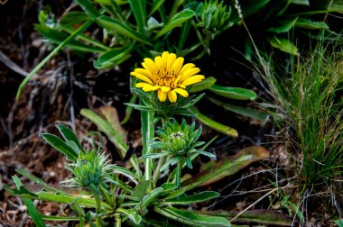 Sarı yabani çiçek tarlada