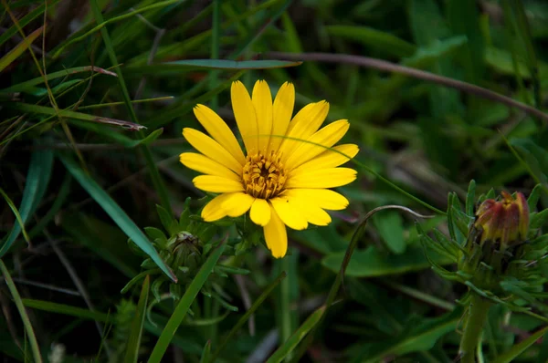 Желтый Дикий Цветок Поле — стоковое фото