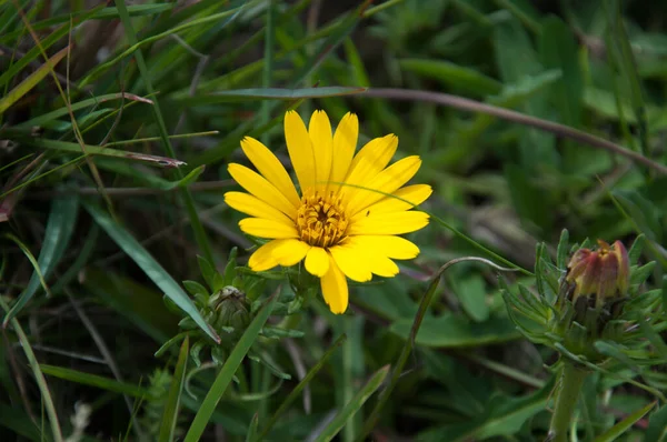 Flor Selvagem Amarela Campo — Fotografia de Stock