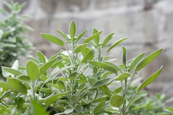 Gröna Blad Salvia Trädgården — Stockfoto