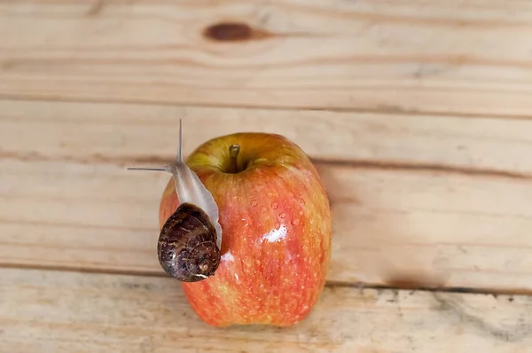 Ślimak Jedzący Jabłko Stole — Zdjęcie stockowe