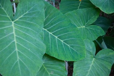 Ormandaki Taioba yapraklarının yakın plan fotoğrafı.