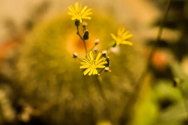 Žluté Květy Poli — Stock fotografie
