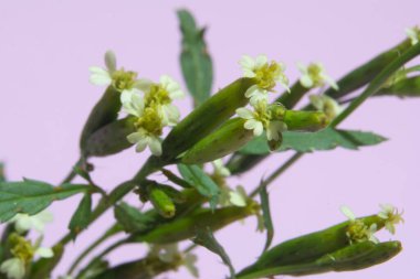 Pembe arka planı olan narin çiçekler.