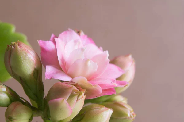 Фото Красивого Цветка Светлом Фоне — стоковое фото