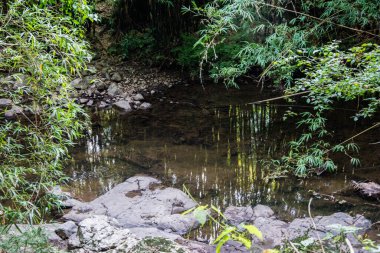 Brezilya 'daki ormanda bir dere.