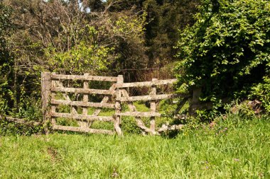 Ormandaki eski ahşap çitler