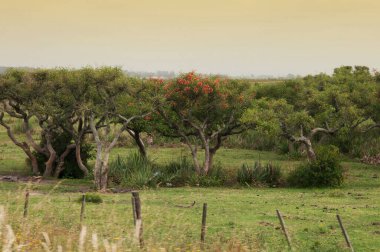 Parkta yeşil çimenler