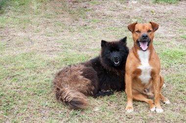 Yazın çimlerin üzerinde dinlenen iki güzel köpek.