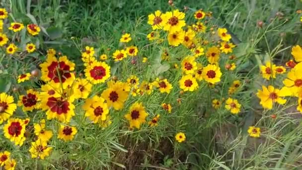 Beautiful Wild Yellow Flowers Swinging Wind — Stock video