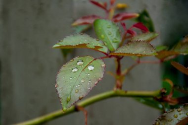 beautiful botanical shot whit raindrops