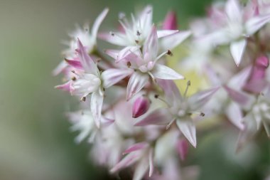 Güzel botanik fotoğrafı, doğal duvar kağıdı.