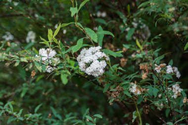 Güzel botanik fotoğrafı, doğal duvar kağıdı.