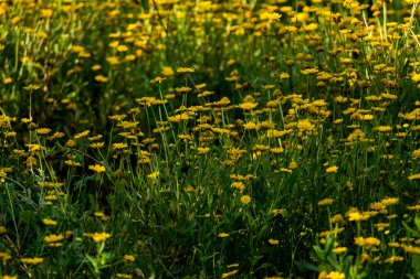 Bahçedeki güzel sarı çiçekler