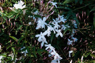 Bahçedeki güzel çiçekler