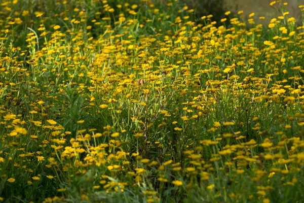 Flores Amarillas Campo — Foto de Stock