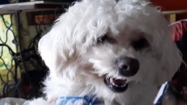 Angry white dog showing teeth indoors
