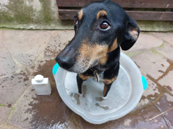 庭の石鹸とシャンプーで洗面台で犬を洗う男 — ストック写真