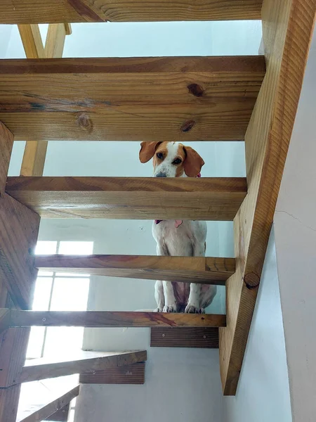 dog on the wooden stairs in the attic of the house