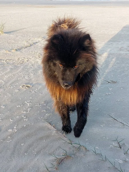 砂浜を歩く可愛い犬の写真です — ストック写真