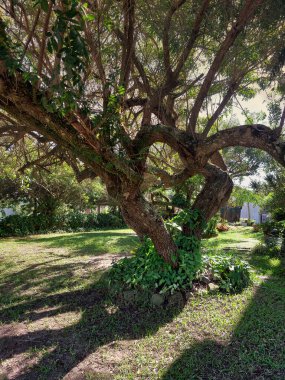 Parkın güzel manzarası 