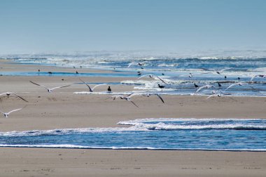 Deniz kıyısının manzarası 