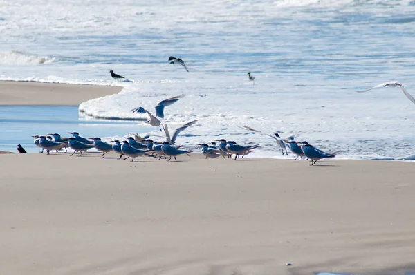 stock image a group of birds flying over the sea 