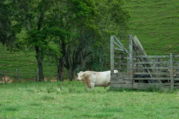 Cow Grazing Meadow — Stock Photo, Image
