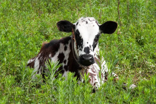 Vaca Pasto — Fotografia de Stock