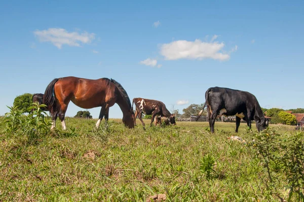 Horses Meadow — Stock Photo, Image