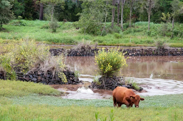 Vaca Campo Rio — Fotografia de Stock