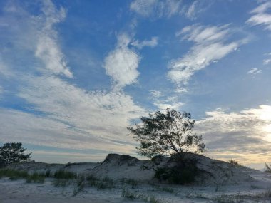 Güzel bir manzara Ağacı ve mavi gökyüzü 