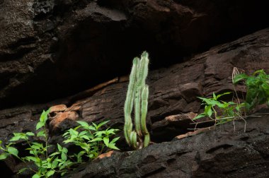 Bir kayanın içinde büyüyen yeşil kaktüs 