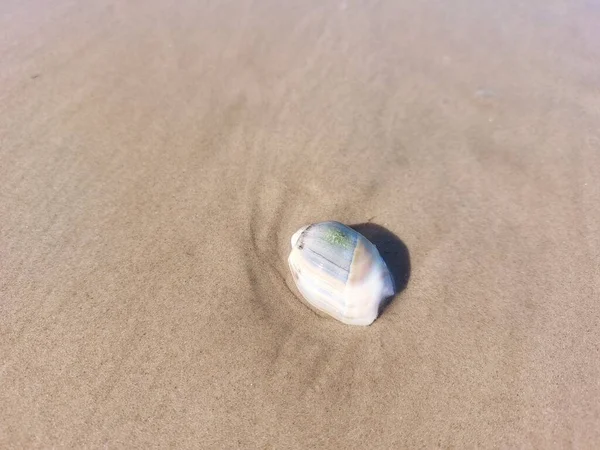 Sea Shell Sandy Beach — Stock Photo, Image