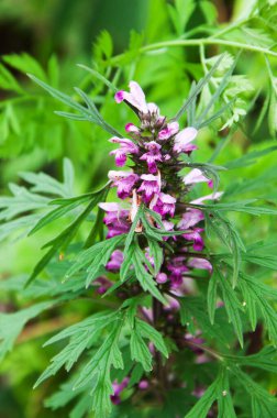 Bir yabani çiçeğe yaklaş