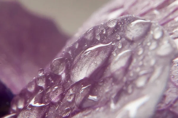 Фиолетовая Водяная Лилия Цветущая Макрофотография Капельками Воды — стоковое фото