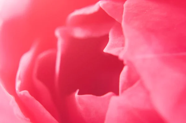 Pink Rose Petals Macro — Stock Photo, Image