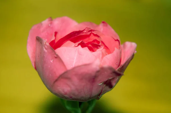 Закрыть Розовый Цветок Розы Саду — стоковое фото