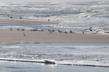 Bir yerdeki martılar.