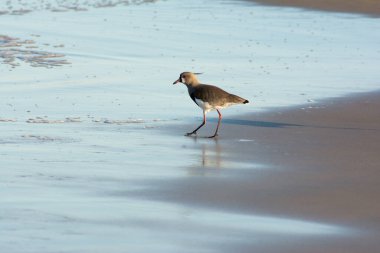 Bir yerde quero quero