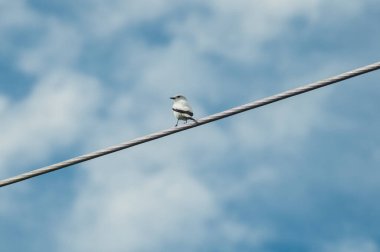 Bir kuş direğin üzerinde oturuyor.