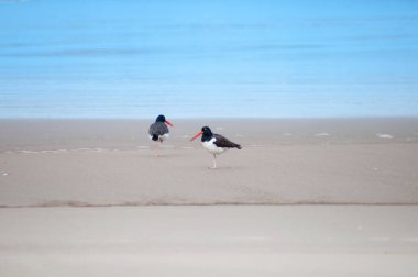 Akşamları kumsalda yürüyen bir çift siyah başlı martı.