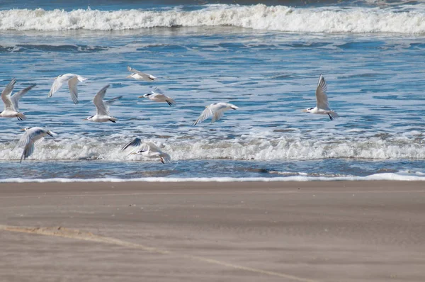 海鸥在海里飞翔 — 图库照片