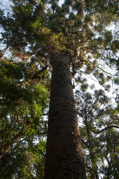 Tiro Vertical Das Árvores Floresta Nas Montanhas — Fotografia de Stock