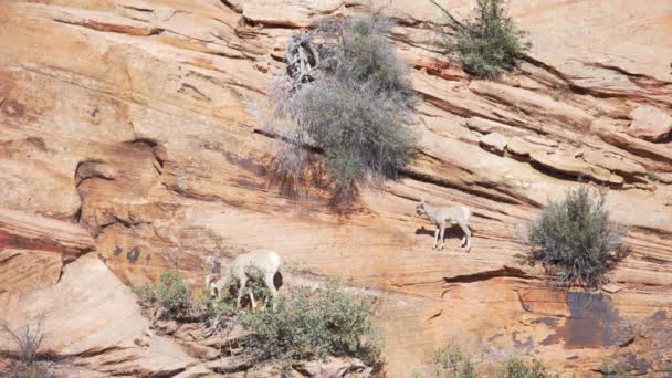 犹他州锡安国家公园的山地山羊在红色砂岩悬崖边吃草 野生山羊在峡谷内吃干枯的植被 — 图库视频影像